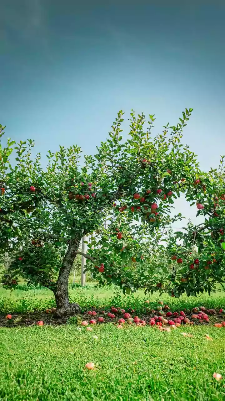 Himachal CM assures to raise concerns of local apple orchardists with Union government