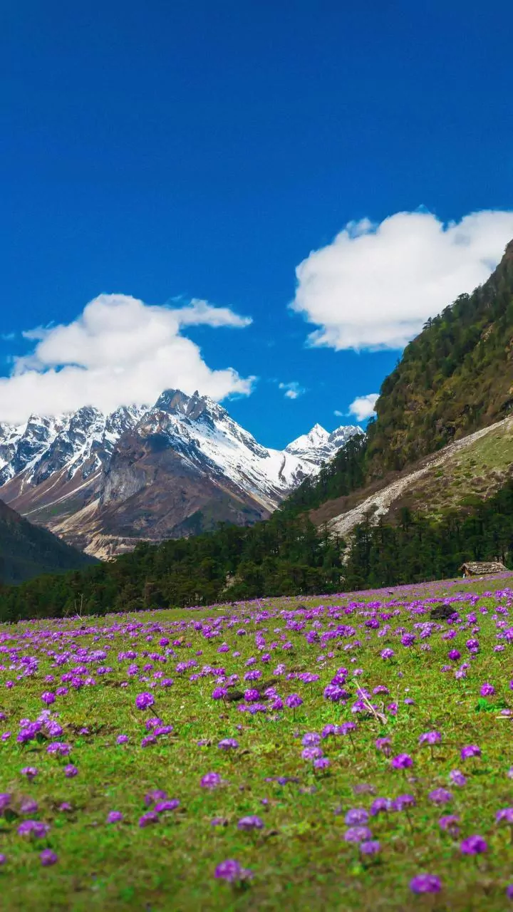 Exploring the Rare Beauty of the Himalayas: Flowers and Treks