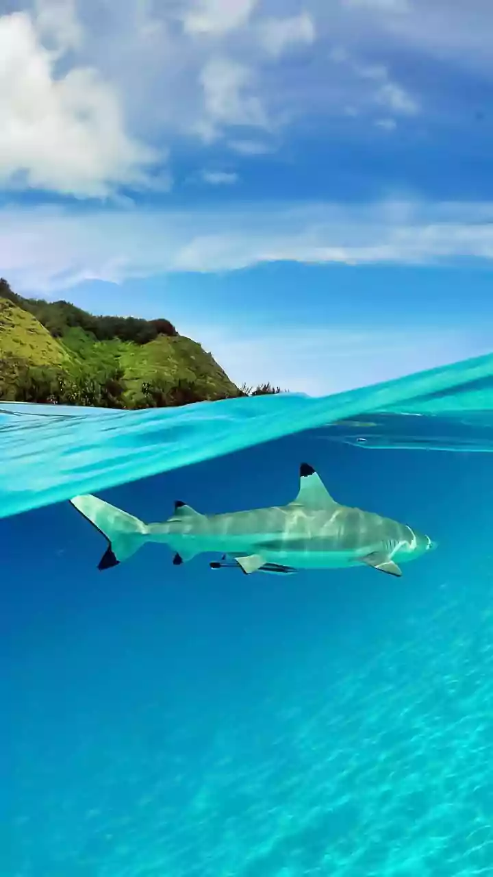 Shark Week Myths: Science Debunks 5 Lies