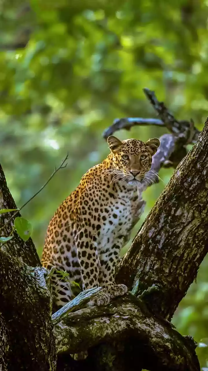 Seven persons injured in leopard attack in Nagpur
