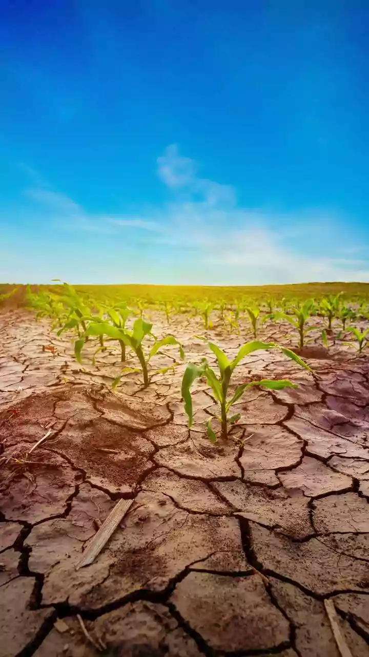 India's Food System on Thin Ice: How Extreme Heat Threatens Our Plates