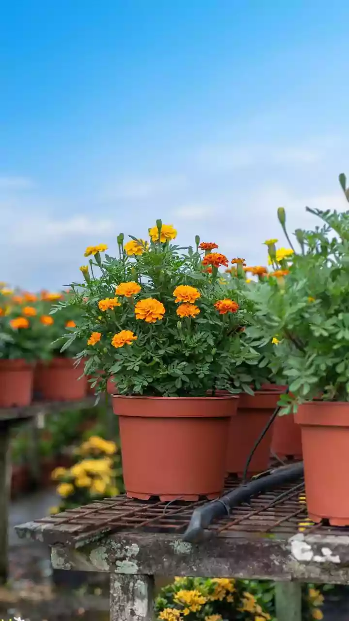 Balcony Blooms: Your Ultimate Guide to Growing Vibrant Marigolds Indoors