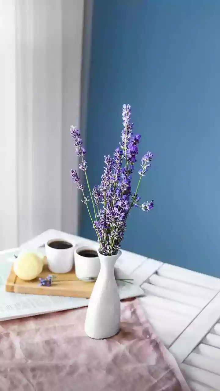 Deixar um ramo de lavanda próximo à janela: para que serve e qual o significado popular