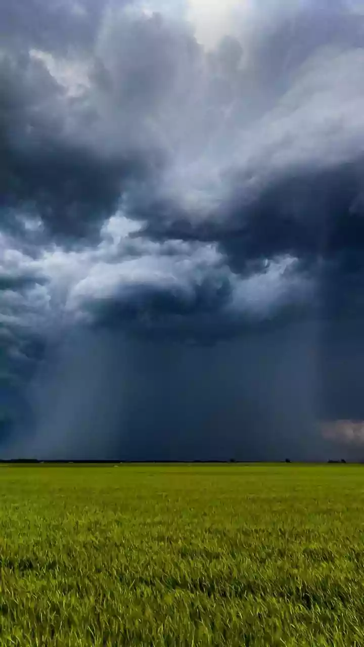 India's Poor Monsoon May Lead to Increased Pulse Imports