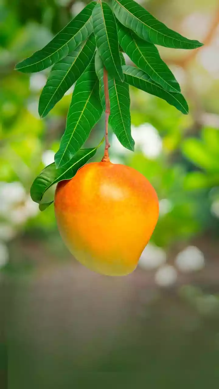 5 health benefits of bush mango leaves