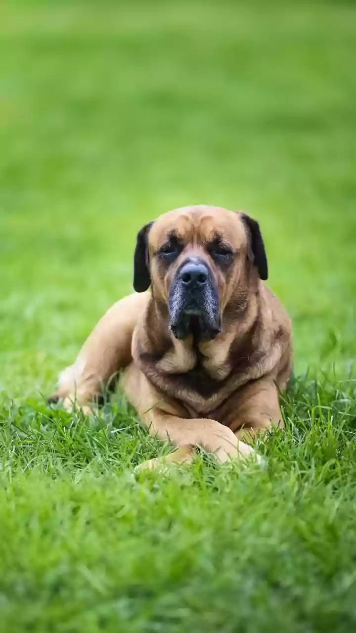 How To Care For Dog Paws After Damp Monsoon Walks To Prevent Fungal Infections Safely