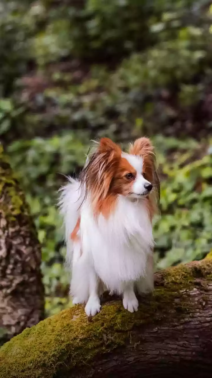 Como o cão mais velho do mundo dobrou sua expectativa de vida e comoveu a França
