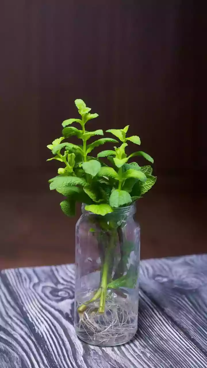 Propagating Kitchen Mint Sprigs Requires Just Single Sunny Window Jars