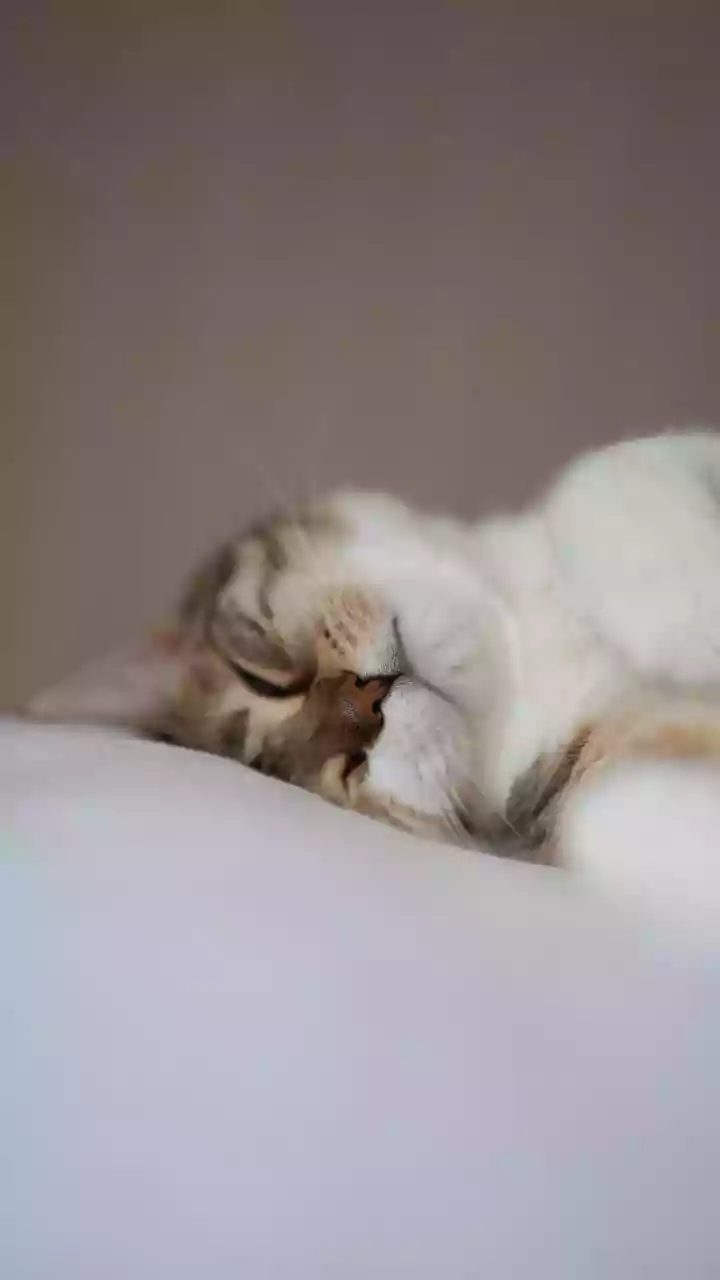 Dormir mal faz ganhar peso?