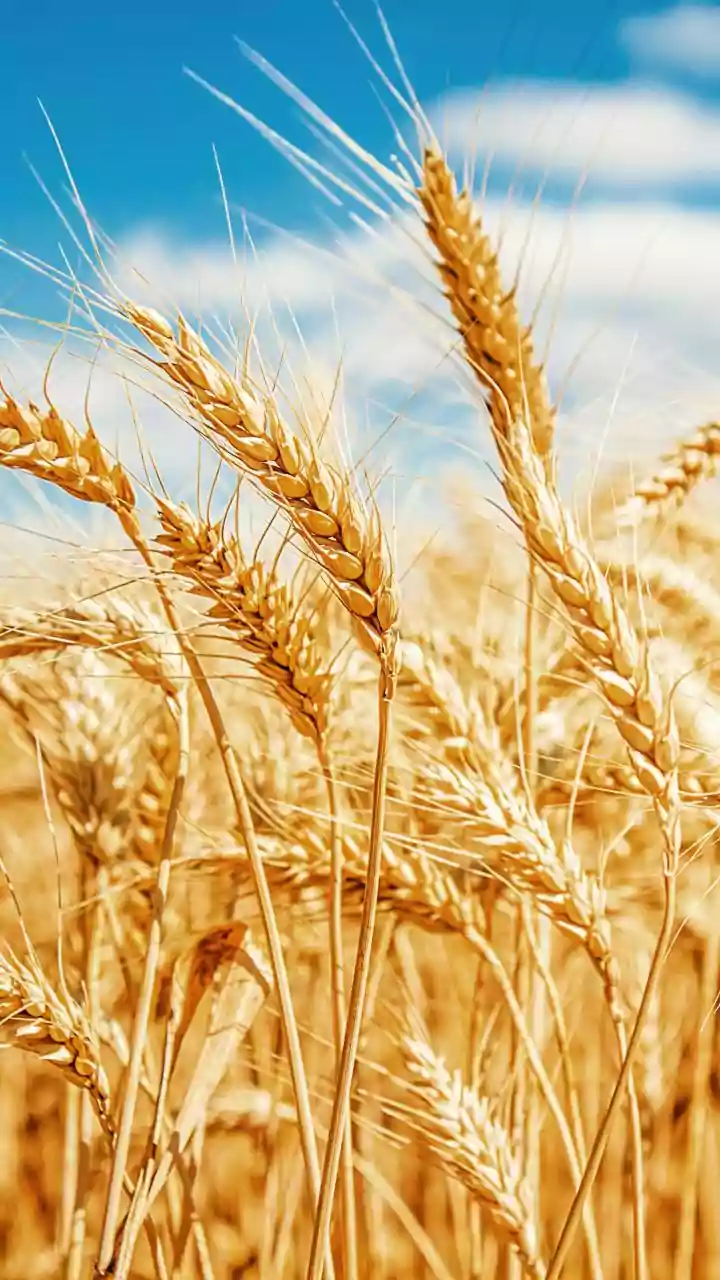 Wheat prices hit 3-year high as Russia-Ukraine war escalates
