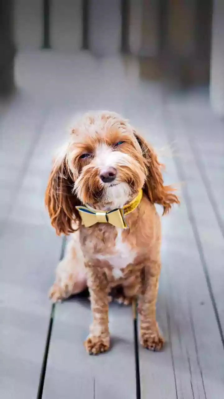 Charming Companions: 7 Adorable Pocket-Sized Dog Breeds for Your Home