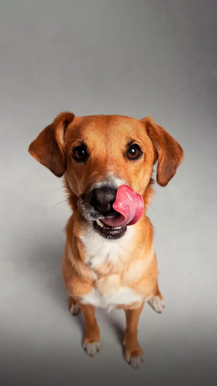 This Frozen Yogurt And Pumpkin Mat Hack Calms Anxious Dogs