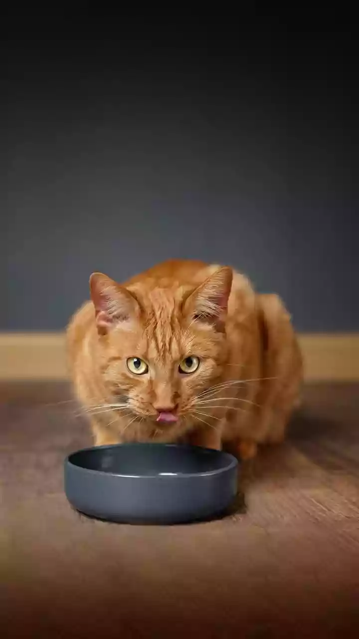A Feeding Mat Can Hold Spills Even When the Bowl Looks Clean