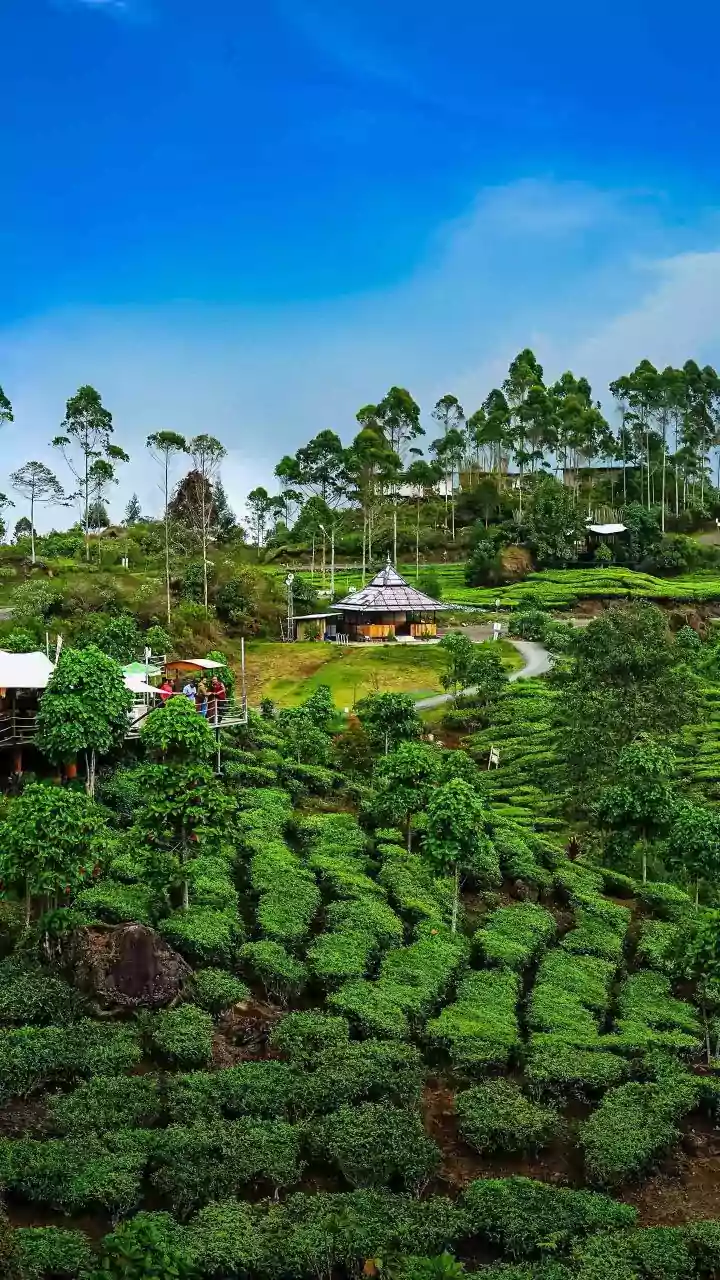 Rainy Adventures Across Assam Promise Memorable Eco-Tourism Experiences