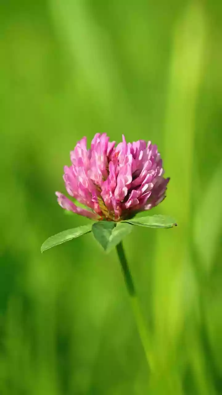 Red Clover: Unlocking Nature's Secrets for Your Health and Vitality