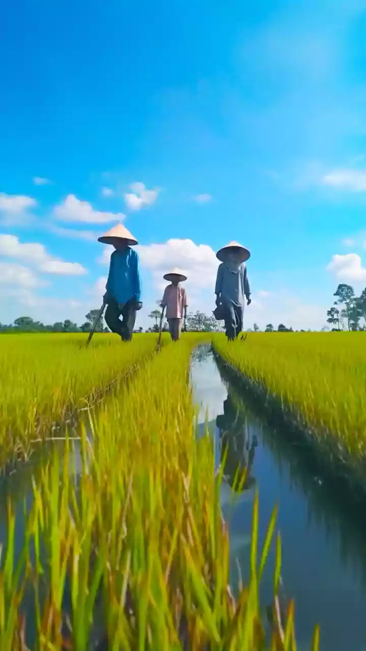 Farmers face ₹10,000cr loss as paddy yield drops drastically