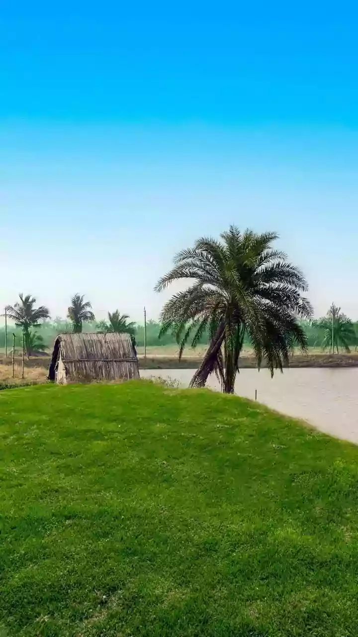 Odisha's Chill: Unpacking the Cold Wave's Impact