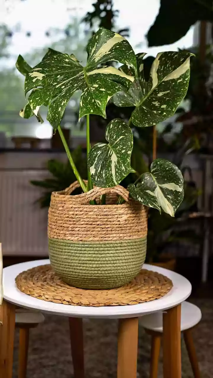 How To Use Decorative Woven Baskets For Chic Plant Styling And Room Organisation