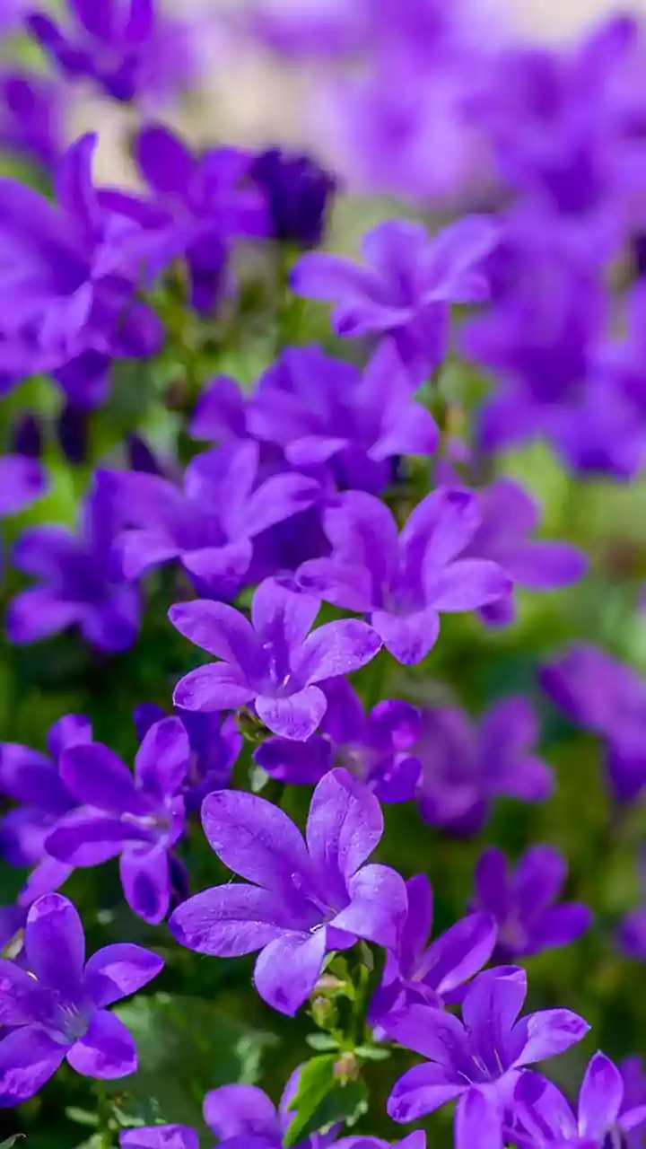 Neelakurinji Plucking Can Mean a Fine and Possible Jail Term