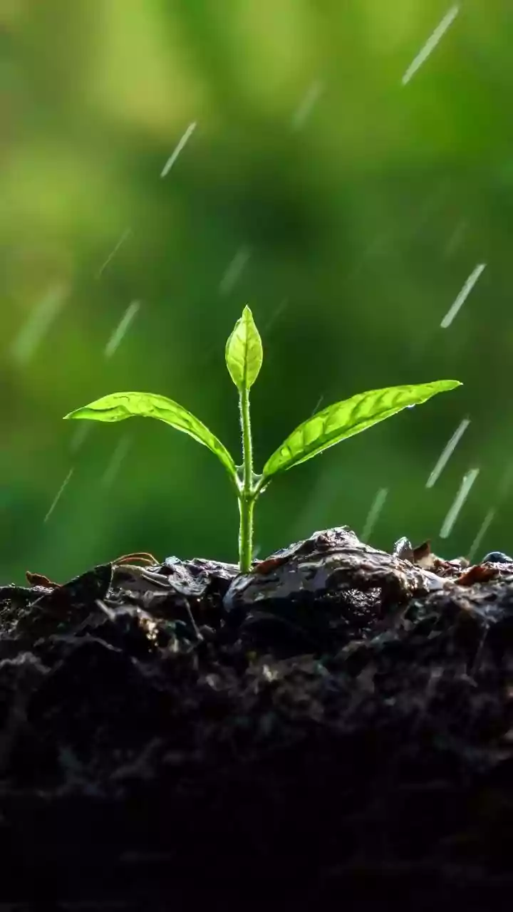 Sementes "ouvem" chuva antes de germinar, indica estudo