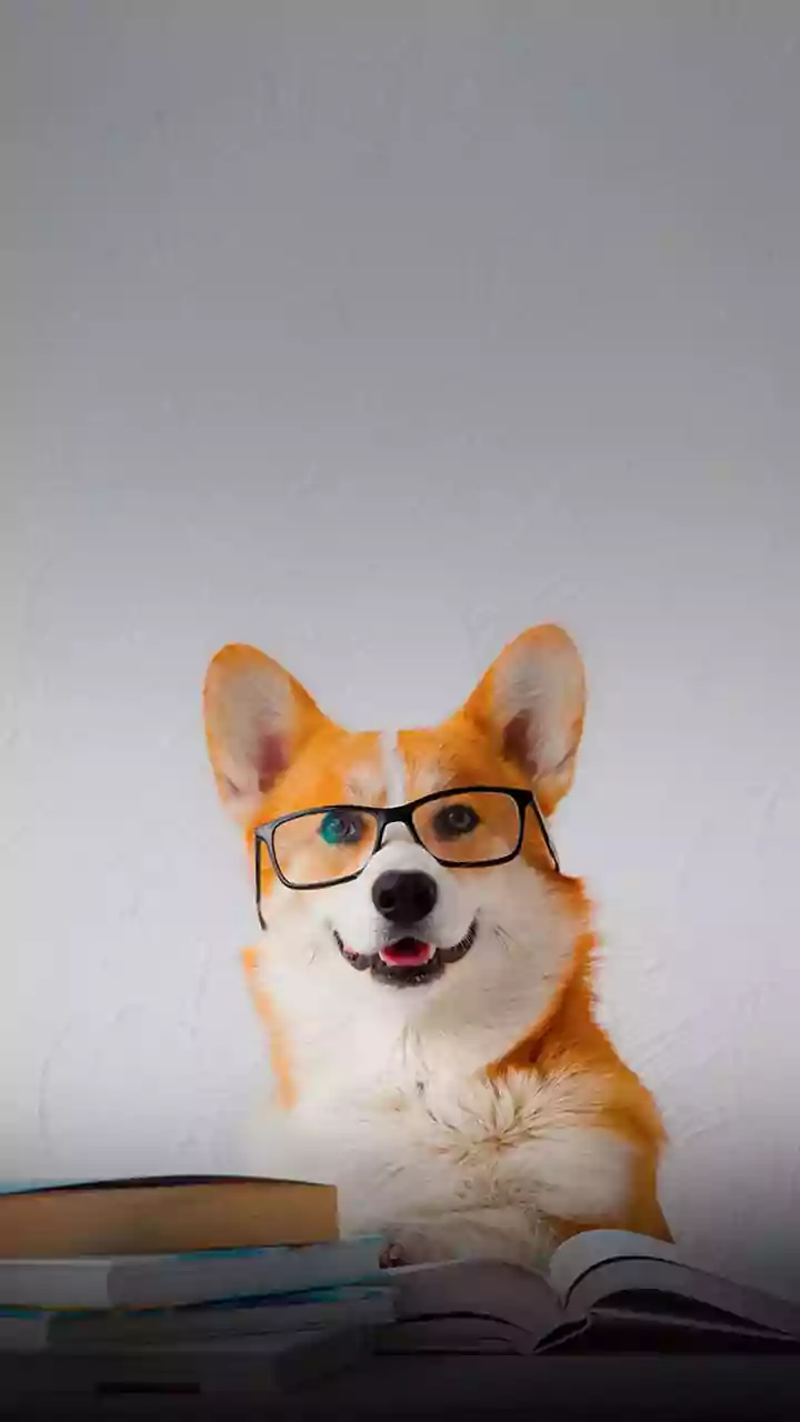 Dogs Need Brain Games When Walks Drop