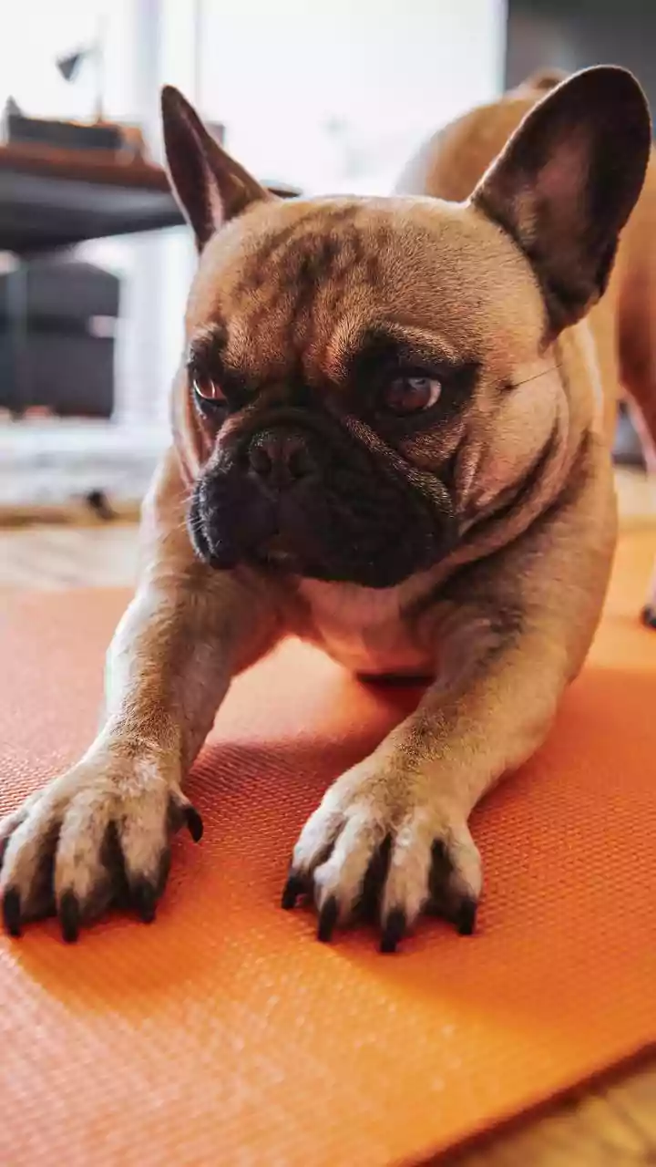 Master the Bird Dog: Boost Core Strength and Back Stability for a Healthier You!