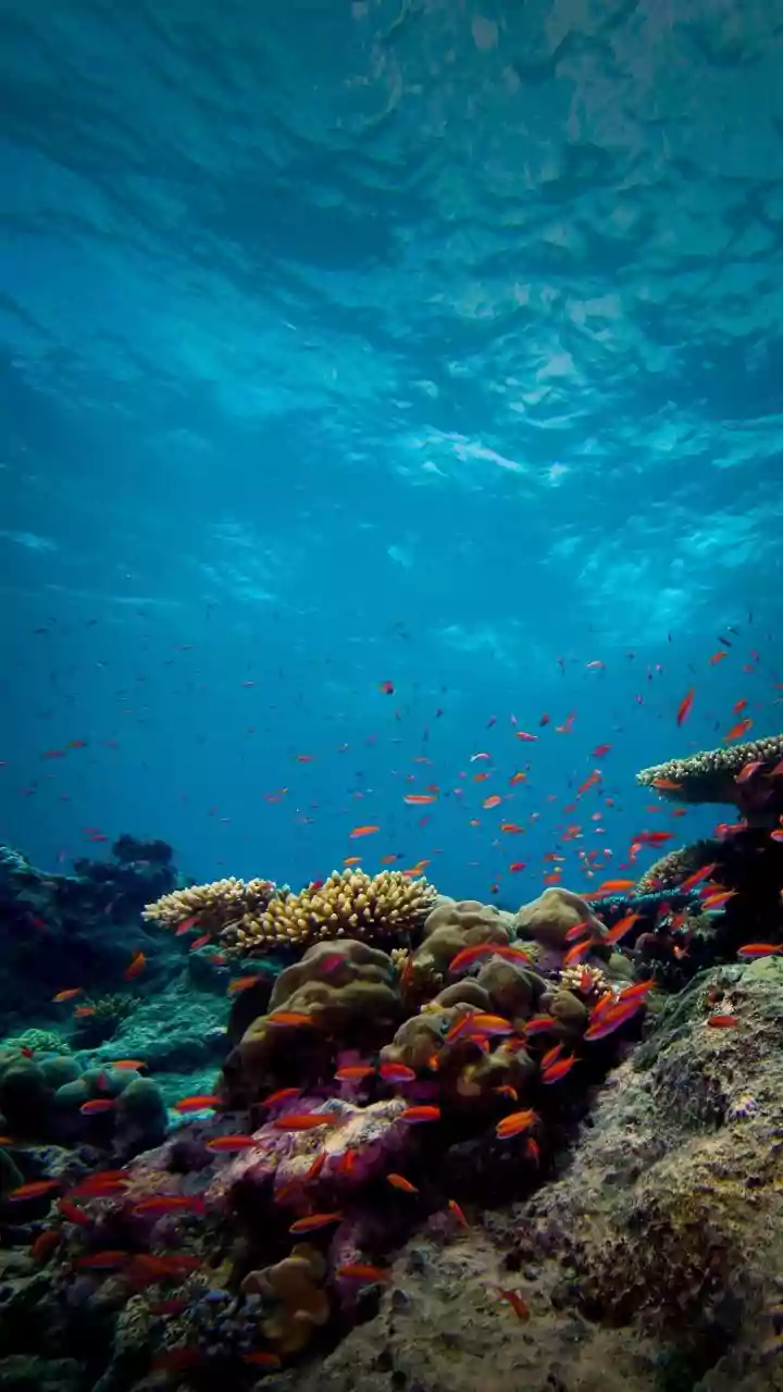 How Lakshadweep Fragile Reef Systems Benefit From Strict Sustainable Travel And Waste Regulations