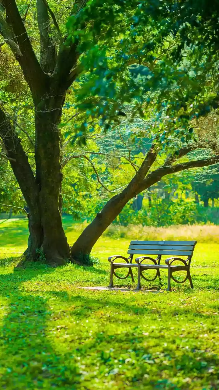 Vedaranyam: India's First Vedic Forest in Naimisharanya to Blend Spirituality with Nature