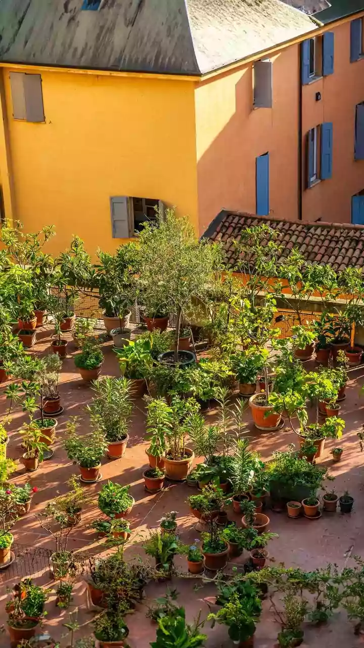 Urban Gardeners Are Choosing Low-Light Herbs For Easy Balcony Harvests