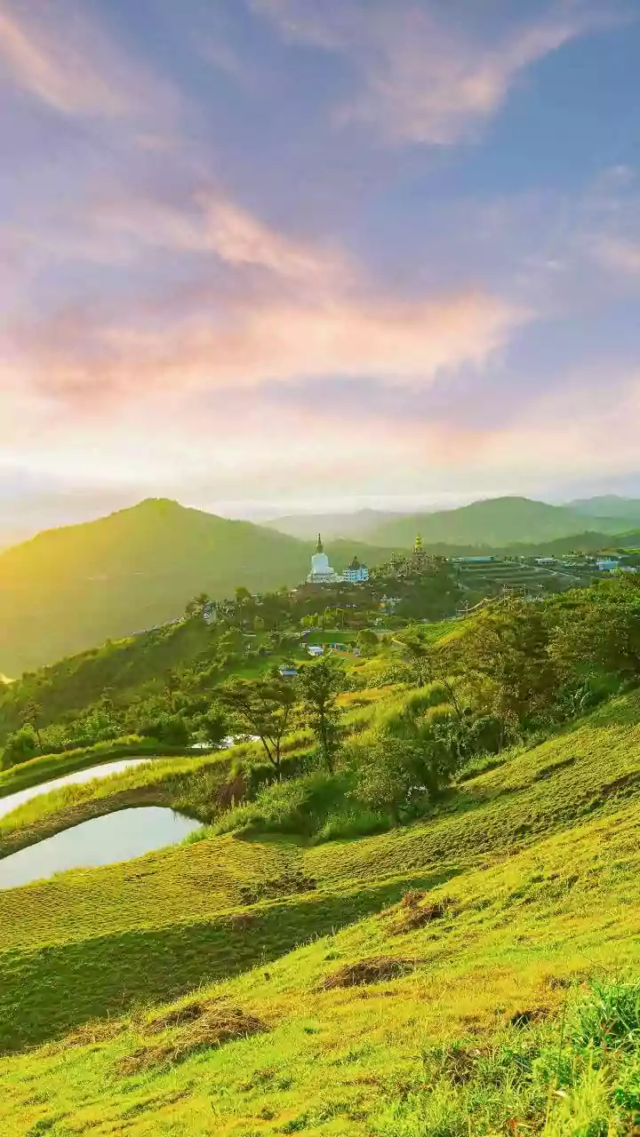 The 12-Year Bloom: Unveiling South India's Rare Neelakurinji Flower Spectacle