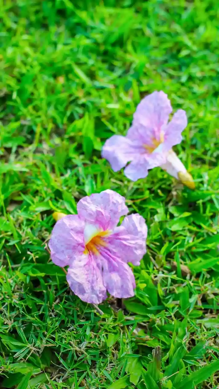 The ₹25,000 Neelakurinji Penalty Aims to Stop Souvenir Plucking