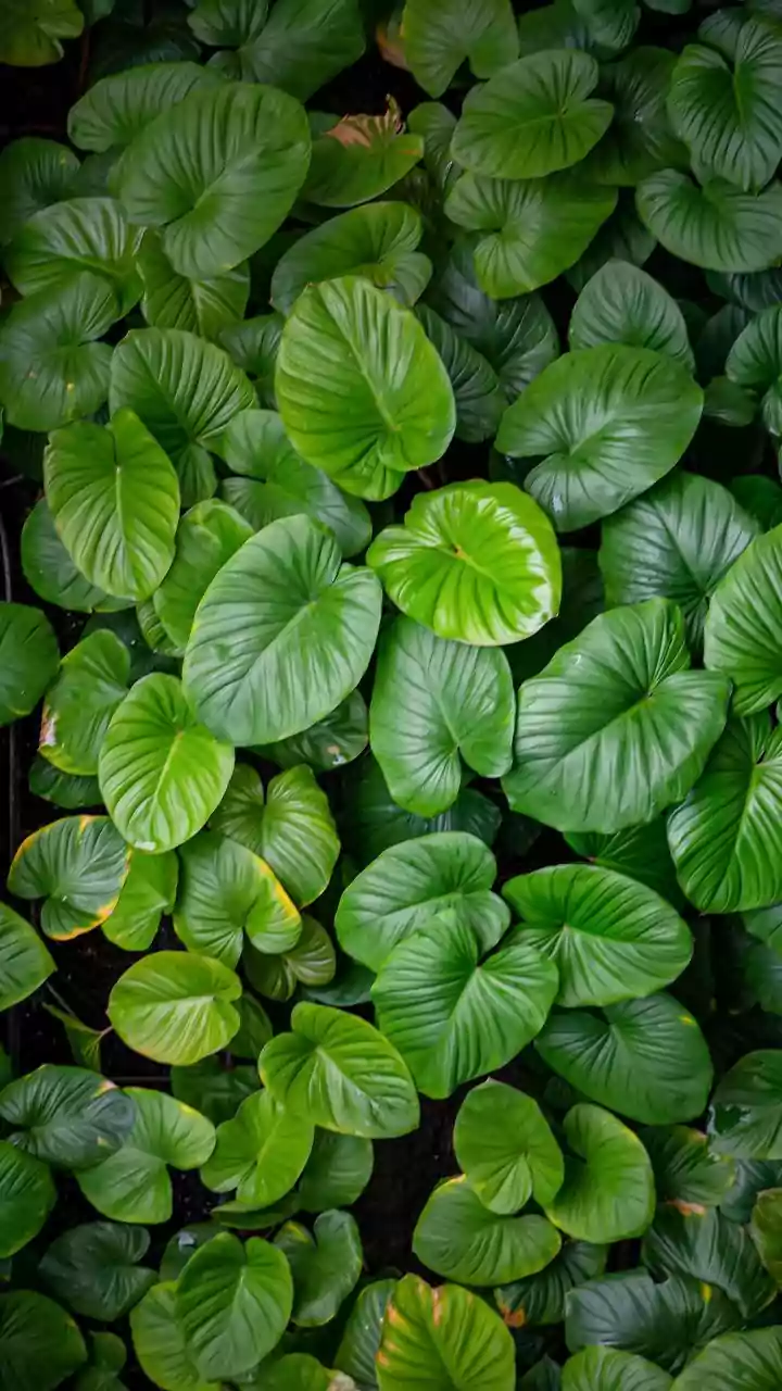 Thin Dense Foliage Before Assuming the Garden Needs More Containers
