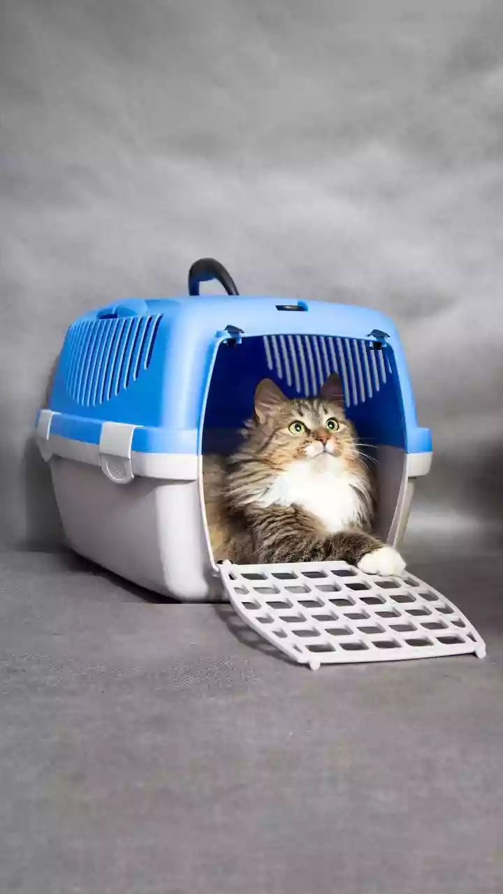 Why expert-backed behavioral protocols protect resident cats when onboarding a second rescue pet