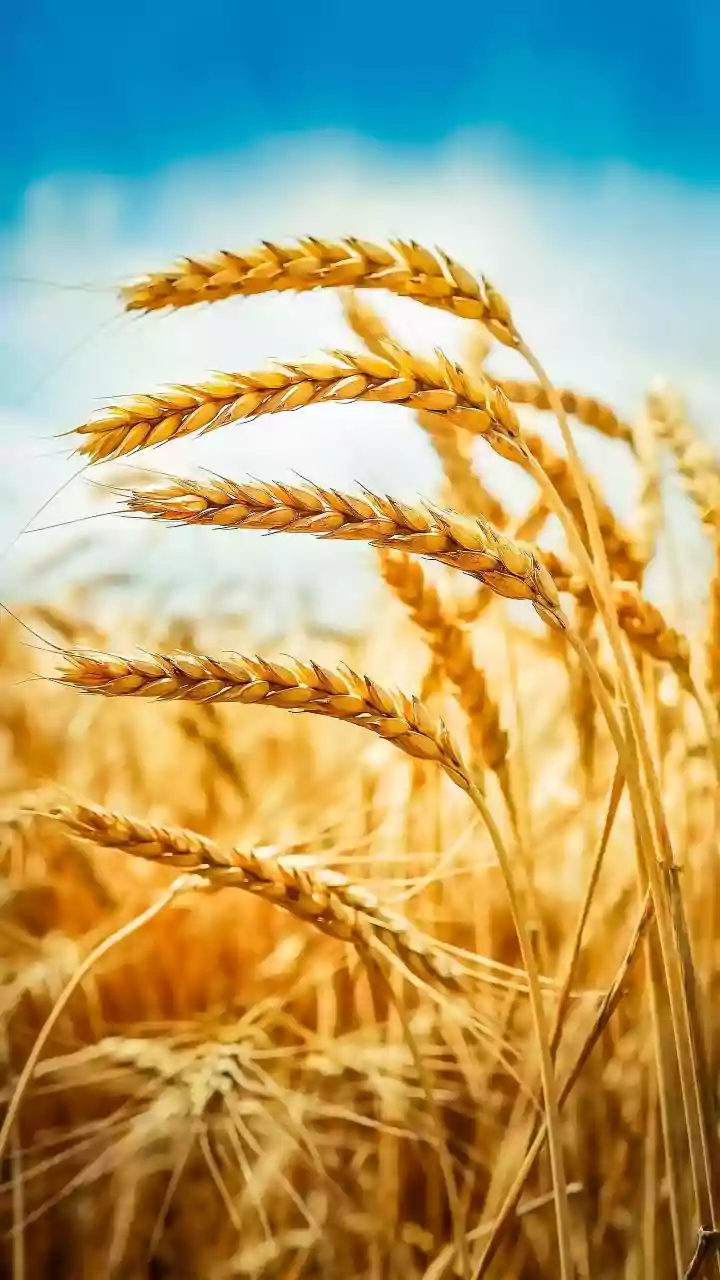 Understanding India's Rabi Season and Agricultural Focus
