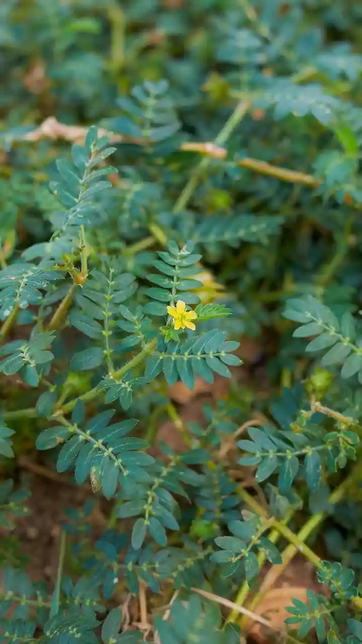 Satyanashi Recipe: This Wild Herb From Rajasthan Is A Local Favourite, Here’s How It Is Cooked