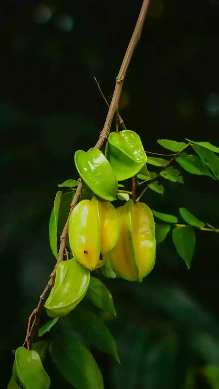Exotic Edibles: 10 Unforgettable Fruit Trees for the Adventurous Traveler