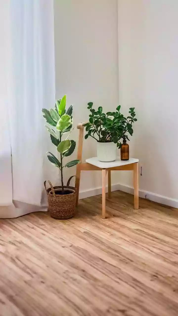 Low-Maintenance Indoor Plants Perfect For Damp Apartment Corners During The Rainy Season