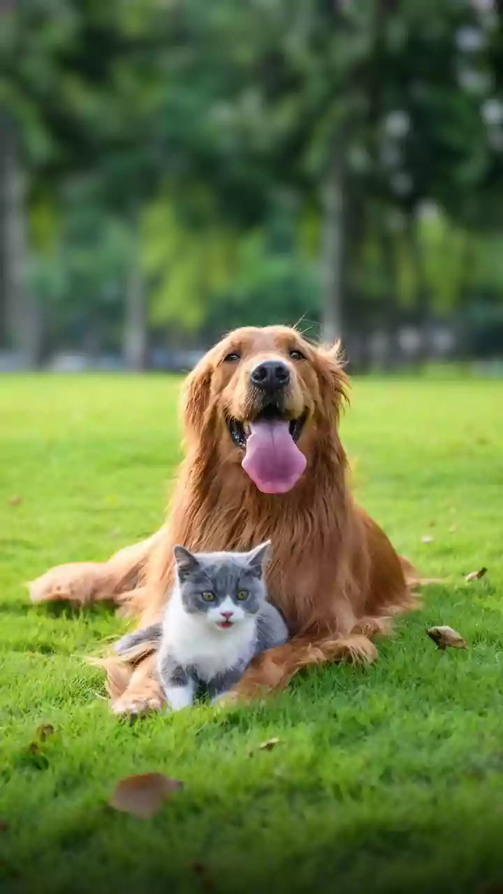 Is your dog or cat getting old? These simple gestures could help them live longer, happier lives
