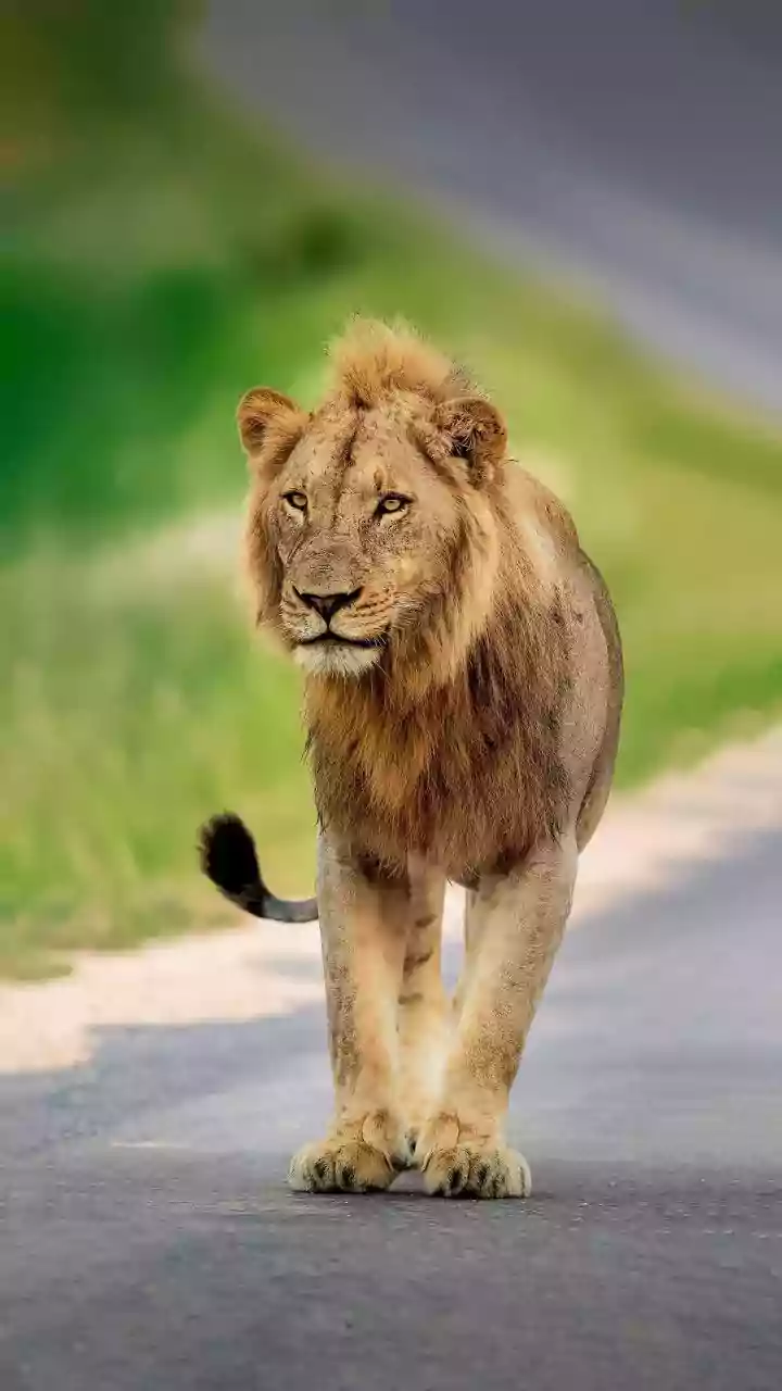 Investigating Barda Lions: Why a New Lion Habitat Needs Active Protection