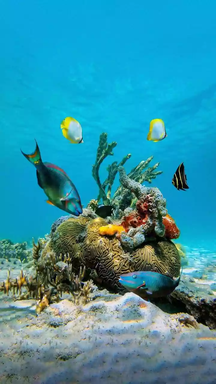 How Island Eco-Tourism Protocols In Lakshadweep Protect Coral Reefs From Plastic Pollution
