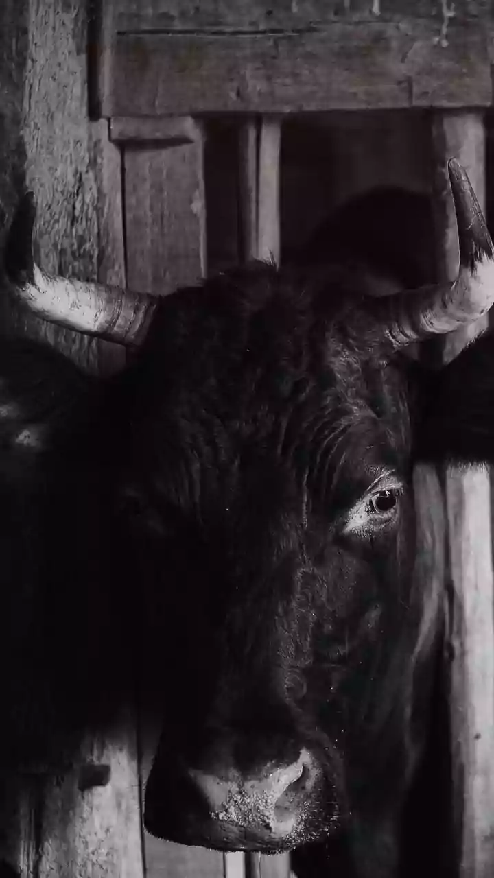 Five people killed at illegal bull-taming events in Tamil Nadu