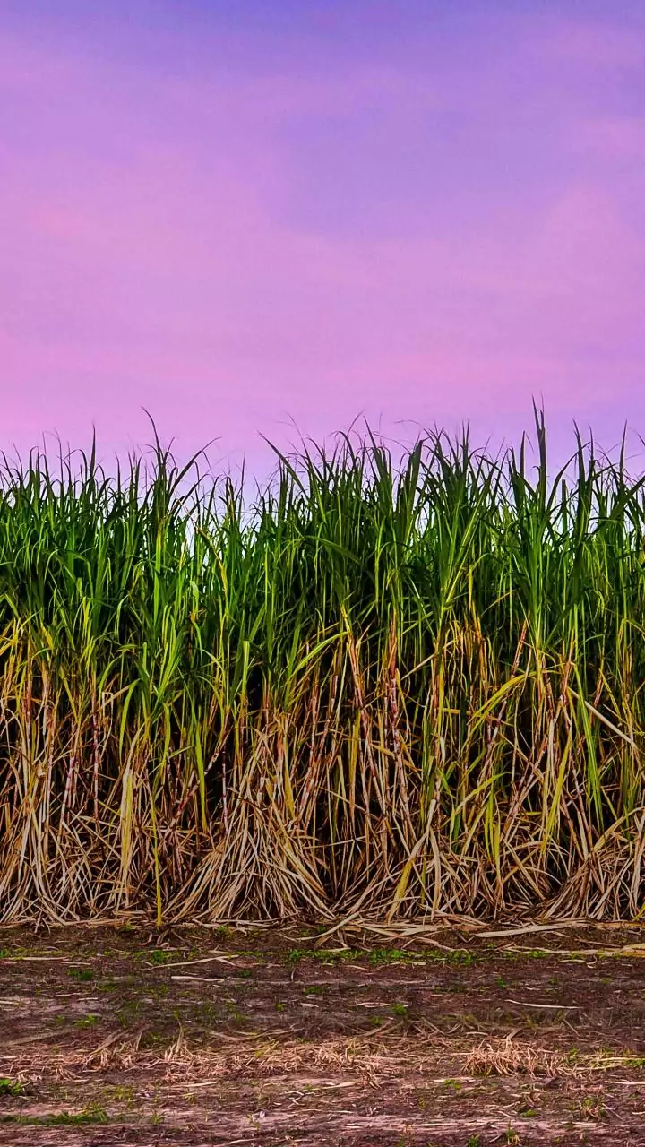 CM Yogi pushes for sugarcane intercropping with oilseeds and pulses to boost agri growth