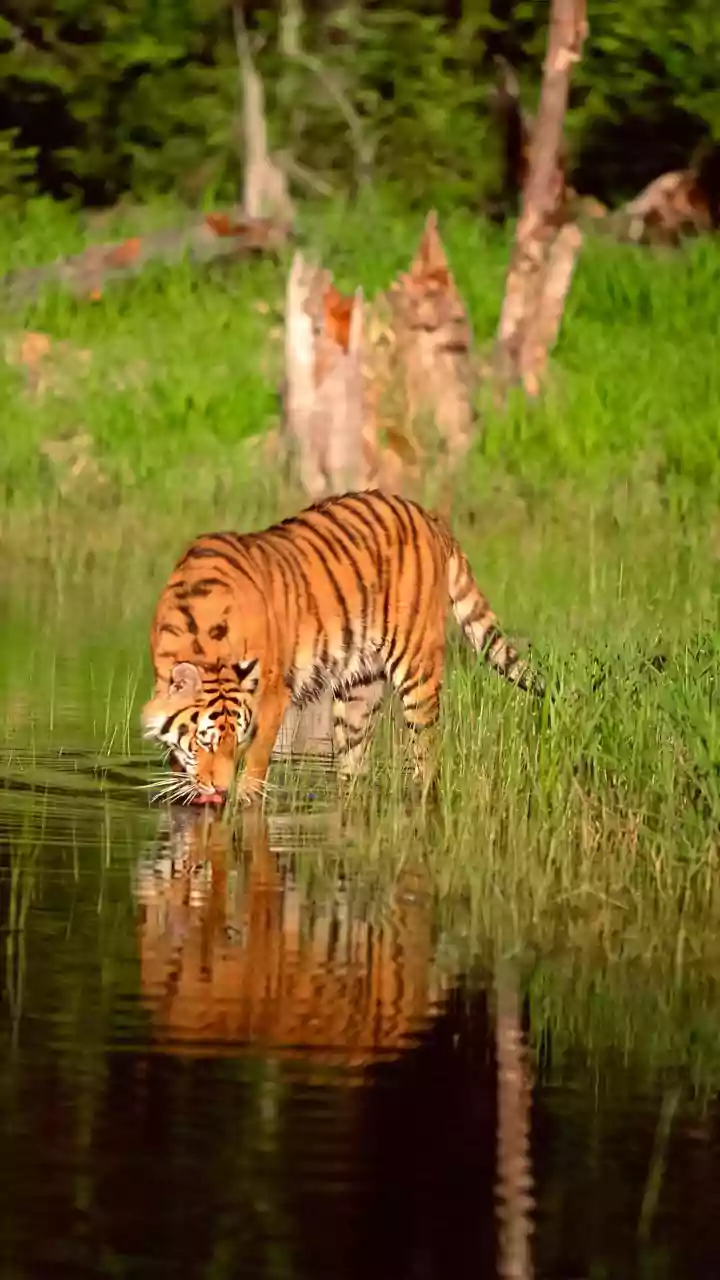 IRCTC Wildlife Tours From Mumbai: What The Newly Announced Packages Cover