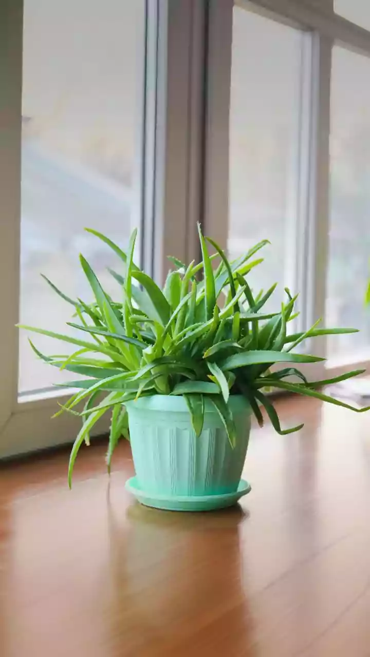 Houseplants For Home Decor: Six Easy Green Additions To Consider