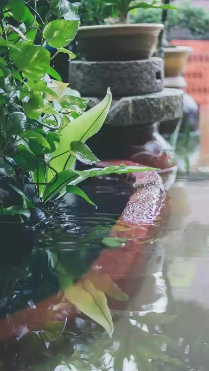 Monsoon plant care: How to save balcony tropical greens from root rot