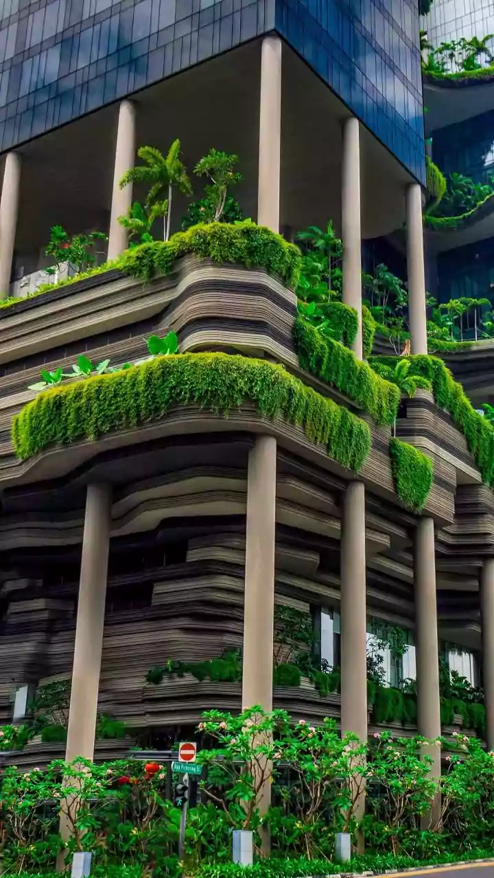 Why early root rot screening keeps balcony tropical gardens lush during monsoons