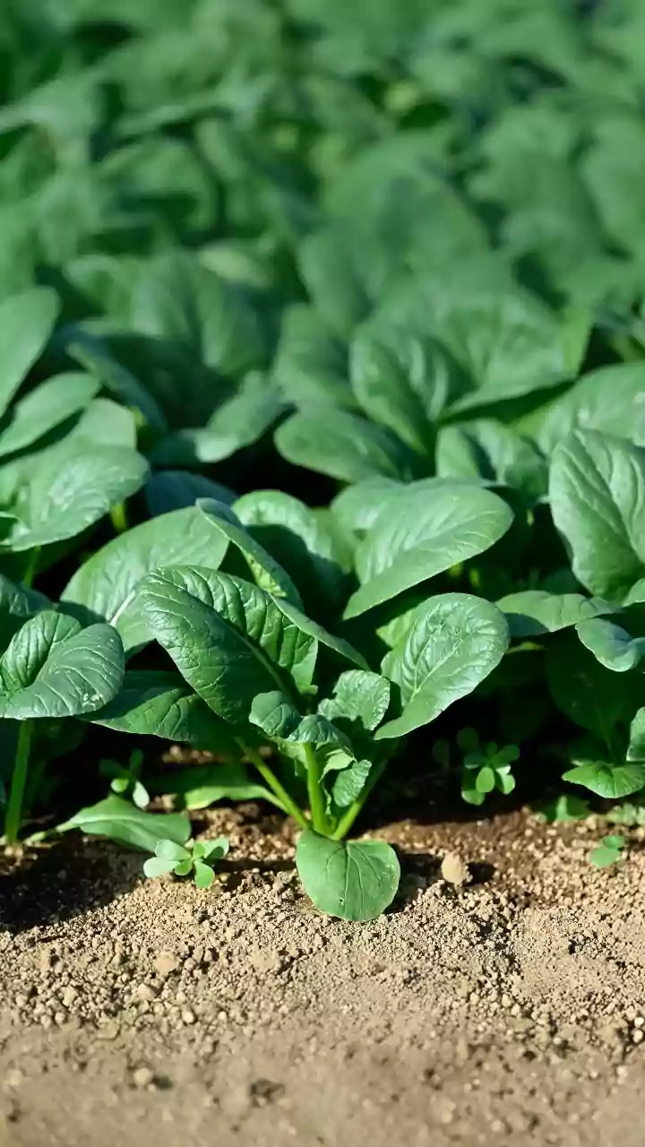 India's September Agriculture Outlook: Pulses, Vegetables And Rainfall