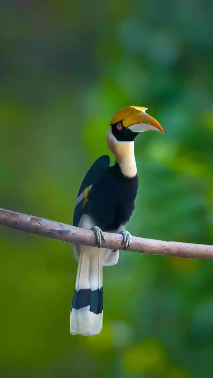 The New South Andaman Birding Trail Keeps South Andaman Birding Planning Anchored to Guide Quality