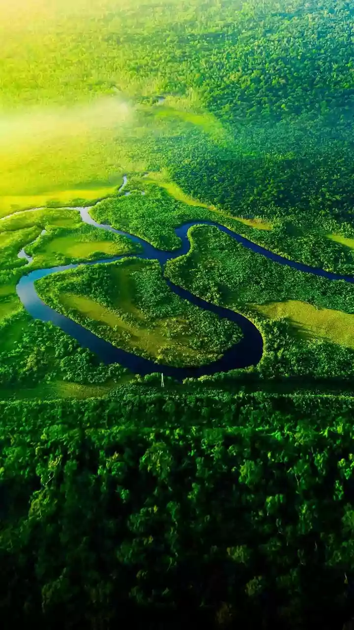 Changing Rainfall Could Influence Forest Growth, Wildlife And Water Cycles In India