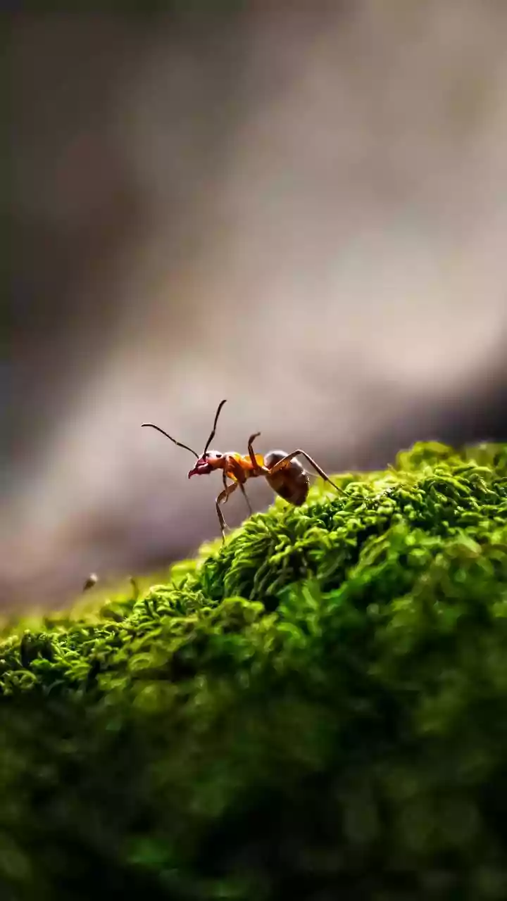20,00,00,00,00,00,000 Ants! How They Secretly Dominate The World By Choosing To Be Weak
